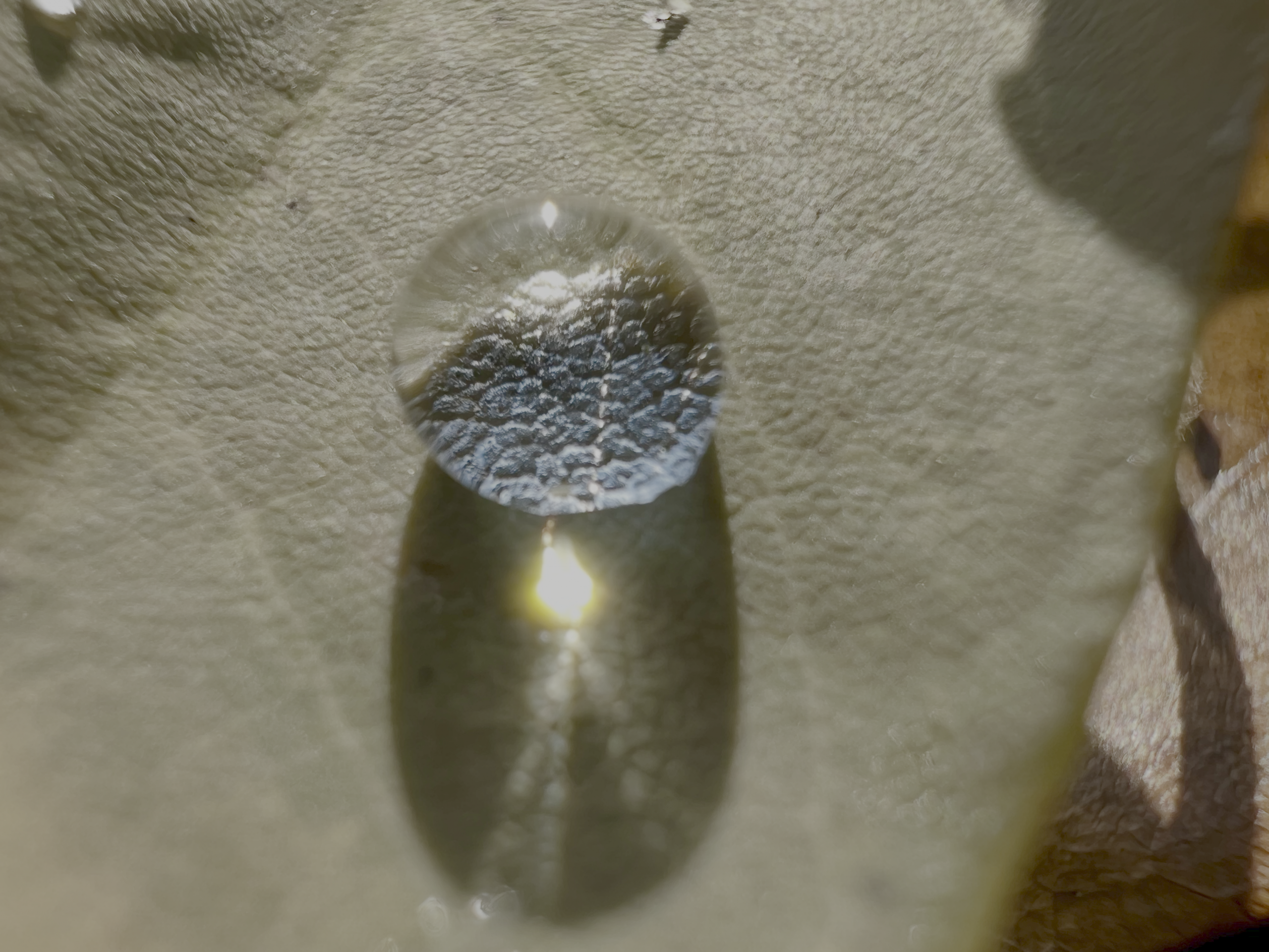 holistic leadership development